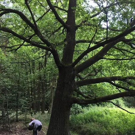 Krymlov Apartman Oleska